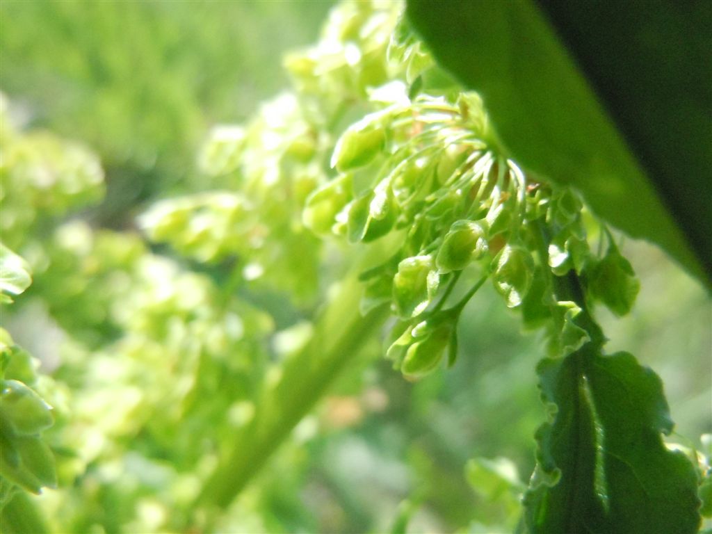 Rumex crispus